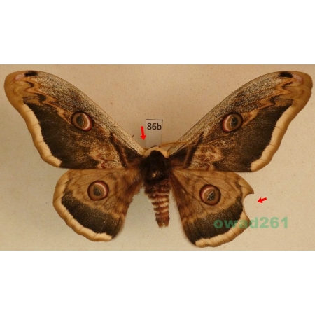 Saturnia pyri (Denis & Schiffermüller, 1775) male Pawica gruszówka Czech 106mm86b